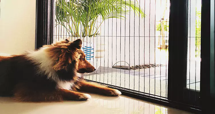 Sliding Screen Pet Door Repair in Royal Palm Beach, FL