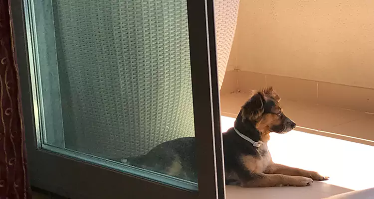 French Door Pet Screen Repair in Royal Palm Beach, FL